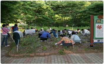 울릉도 섬말나리 생태복원 사업